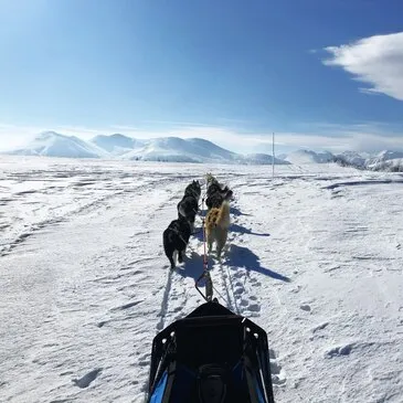 Chien de Traîneau en région Auvergne Chien de Traîneau en région Auvergne