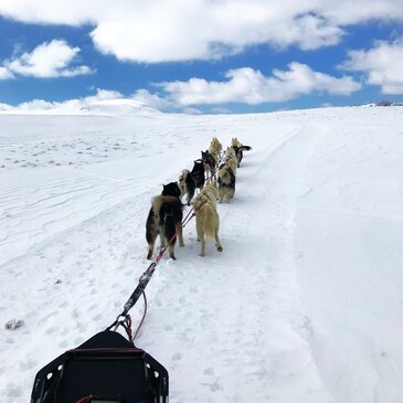 Perpezat, à 40 min de Clermont-Ferrand, Puy de dôme (63) - Chien de Traîneau