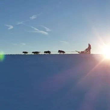 Chien de Traîneau proche Perpezat, à 40 min de Clermont-Ferrand Chien de Traîneau proche Perpezat, à 40 min de Clermont-Ferrand