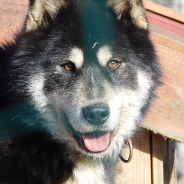 Balade en Chiens de Traîneau près de Clermont-Ferrand en région Auvergne