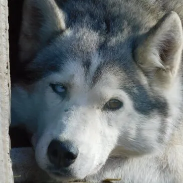 Montagne - Sports d'Hiver en région Auvergne Montagne - Sports d'Hiver en région Auvergne