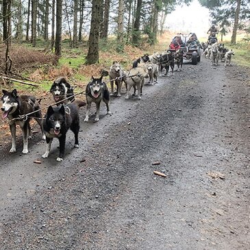 Chien de Traîneau, département Puy de dôme