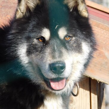 Chien de Traîneau en région Auvergne