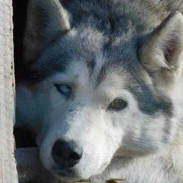 Puy de dôme (63) Auvergne - Montagne - Sports d'Hiver Puy de dôme (63) Auvergne - Montagne - Sports d'Hiver