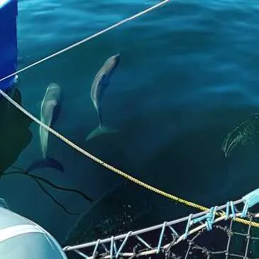 Névez, Finistère (29) - Initiation à la Voile Névez, Finistère (29) - Initiation à la Voile