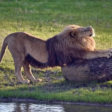 Dormir avec les Lions à la Lumigny Safari Réserve Dormir avec les Lions à la Lumigny Safari Réserve