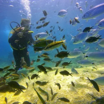 Baptême de plongée en région PACA et Corse Baptême de plongée en région PACA et Corse