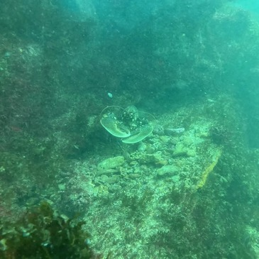 Offrir Baptême de plongée département Vendée Offrir Baptême de plongée département Vendée