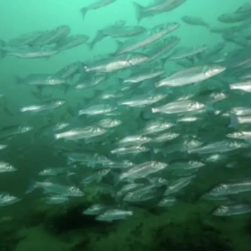 Baptême de Plongée à Noirmoutier en région Pays-de-la-Loire