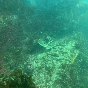 Offrir Baptême de plongée département Vendée Offrir Baptême de plongée département Vendée