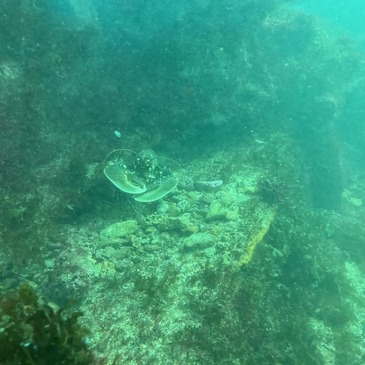 Offrir Brevet de Plongée Sous Marine département Vendée