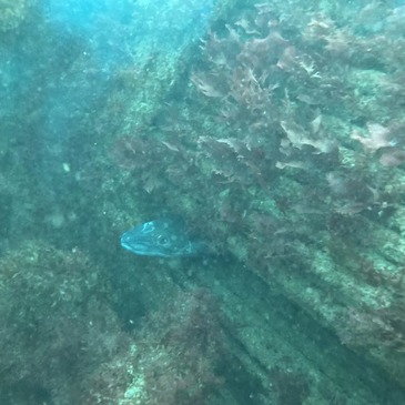 Offrir Brevet de Plongée Sous Marine département Vendée