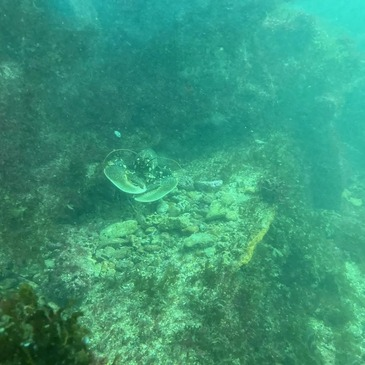 Offrir Brevet de Plongée Sous Marine en Pays-de-la-Loire