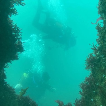 Brevet de Plongée Sous Marine proche Noirmoutier