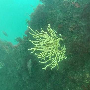 Brevet de Plongée Niveau 1 à Noirmoutier en région Pays-de-la-Loire