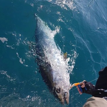 Pêche au gros en région PACA et Corse