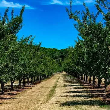 Rozelieures, à 25min de Lunéville, Meurthe et moselle (54) - Cours d'œnologie Rozelieures, à 25min de Lunéville, Meurthe et moselle (54) - Cours d'œnologie