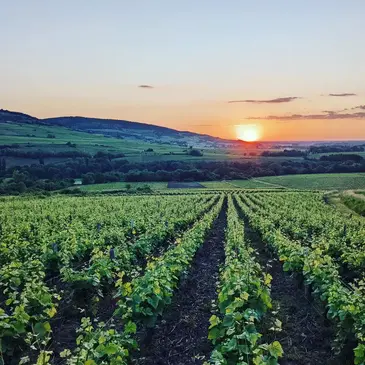 Cours d&#39;œnologie proche Saint-Sernin-du-Plain, à 30min de Beaune