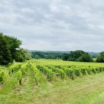 Monbazillac, Dordogne (24) - Cours d&#39;œnologie