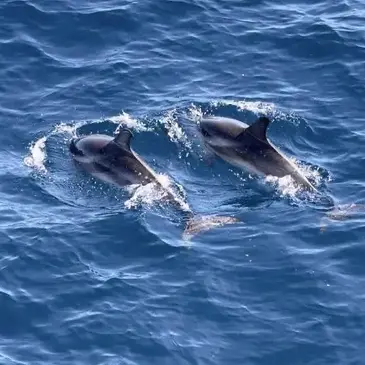 Initiation à la Voile proche La Rochelle Initiation à la Voile proche La Rochelle