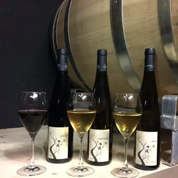 Cours d&#39;Œnologie au Domaine Humbrecht près de Colmar