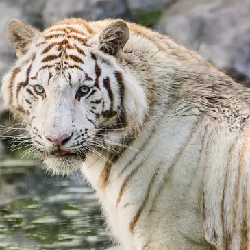 Dormir avec un Tigre Blanc au Zoo de Bordeaux-Pessac