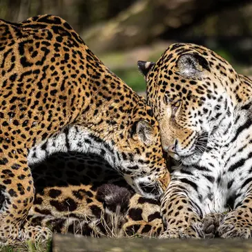 Dormir avec les Jaguars au Zoo de Bordeaux-Pessac Dormir avec les Jaguars au Zoo de Bordeaux-Pessac