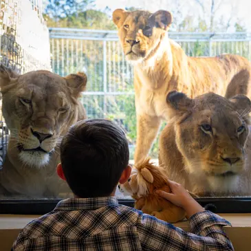 Dormir avec les Lions au Zoo de Bordeaux-Pessac Dormir avec les Lions au Zoo de Bordeaux-Pessac