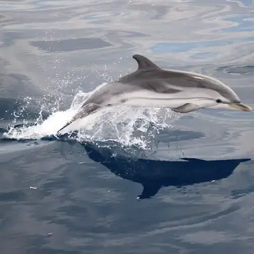 Sortie en Mer à la rencontre des Dauphins et Baleines à Saint-Cyr Sortie en Mer à la rencontre des Dauphins et Baleines à Saint-Cyr