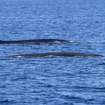 Balade en Bateau pour voir les Dauphins, département Var Balade en Bateau pour voir les Dauphins, département Var