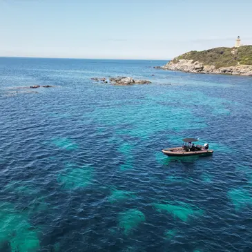Balade en Bateau pour voir les Dauphins en région PACA et Corse