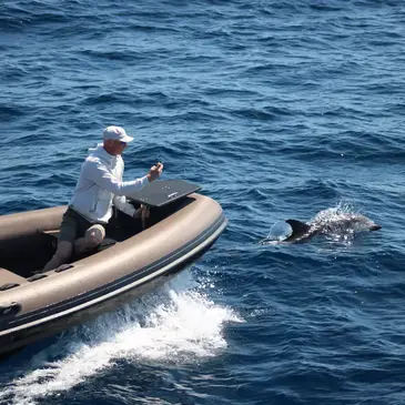 Saint-Cyr-sur-Mer, Var (83) - Balade en Bateau pour voir les Dauphins Saint-Cyr-sur-Mer, Var (83) - Balade en Bateau pour voir les Dauphins