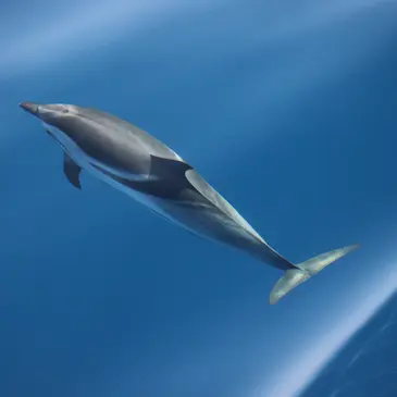 Balade en Bateau pour voir les Dauphins proche Saint-Cyr-sur-Mer Balade en Bateau pour voir les Dauphins proche Saint-Cyr-sur-Mer