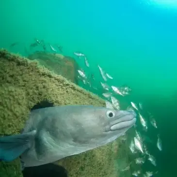 Baptême de plongée, département Gironde