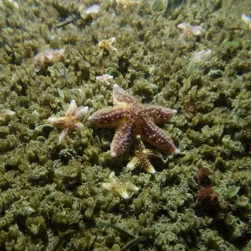Baptême de plongée en région Aquitaine