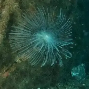 La Teste-de-Buch, Gironde (33) - Baptême de plongée La Teste-de-Buch, Gironde (33) - Baptême de plongée
