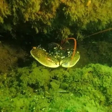 Baptême de plongée proche La Teste-de-Buch Baptême de plongée proche La Teste-de-Buch