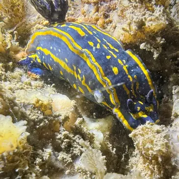 Biscarrosse, Landes (40) - Baptême de plongée Biscarrosse, Landes (40) - Baptême de plongée