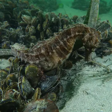Baptême de plongée proche Biscarrosse Baptême de plongée proche Biscarrosse
