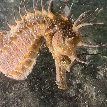 Baptême de Plongée à Biscarrosse en région Aquitaine Baptême de Plongée à Biscarrosse en région Aquitaine