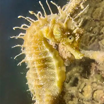 Offrir Baptême de plongée département Landes Offrir Baptême de plongée département Landes