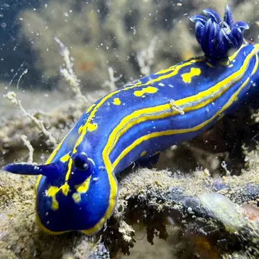 Réserver Baptême de plongée en Aquitaine