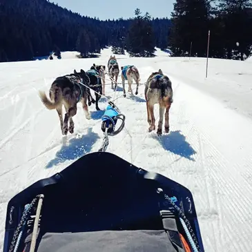 Conduite d'un attelage de Chiens à Saint-Martin-en-Vercors