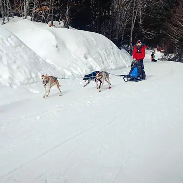 Chien de Traîneau en région Rhône-Alpes