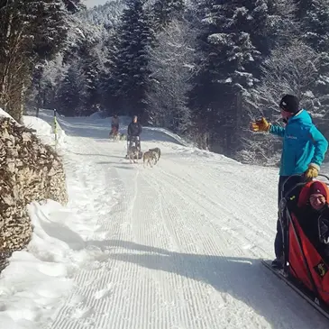 Saint-Martin-en-Vercors, Drôme (26) - Chien de Traîneau