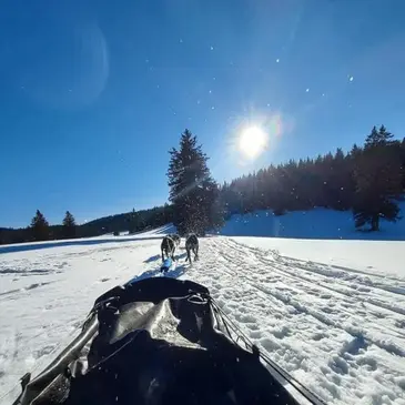 Balade en chiens de traîneau à Saint-Martin-en-Vercors