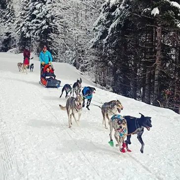 Chien de Traîneau, département Drôme