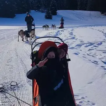 Chien de Traîneau en région Rhône-Alpes