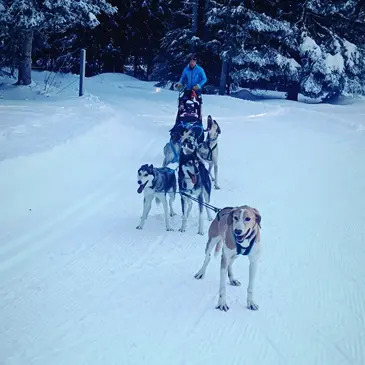 Saint-Martin-en-Vercors, Drôme (26) - Chien de Traîneau