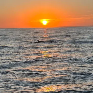 Coucher de Soleil en bateau à Sausset-les-Pins Coucher de Soleil en bateau à Sausset-les-Pins